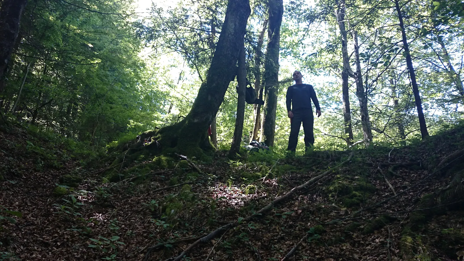 Človek med velikimi drevesi na gozdnem terenu